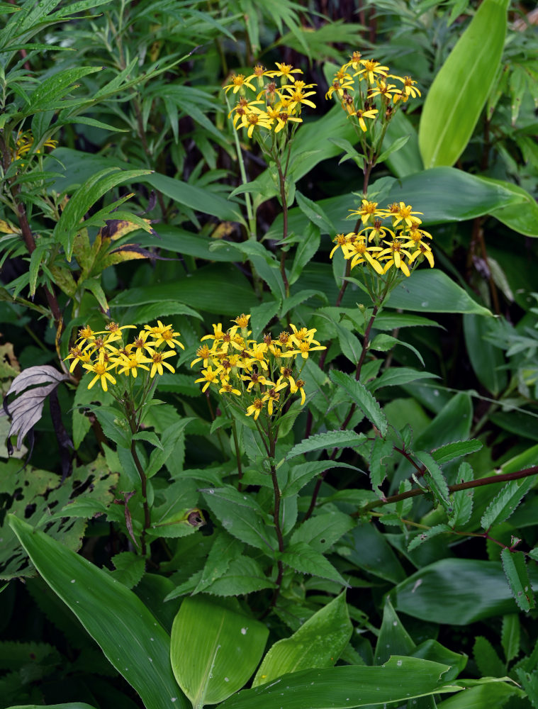 Image of Senecio nemorensis specimen.