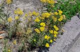 Achillea arabica