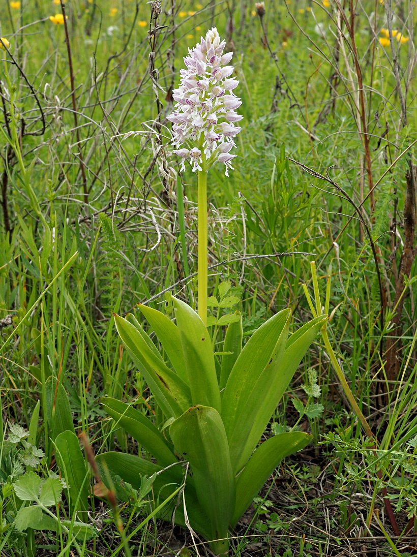 Image of Orchis militaris specimen.