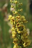 Verbascum nigrum