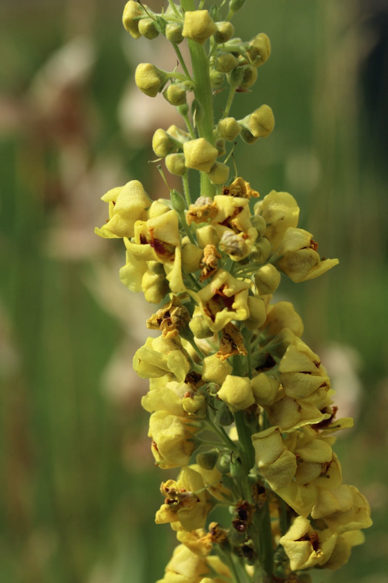 Изображение особи Verbascum nigrum.