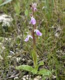 Anacamptis collina