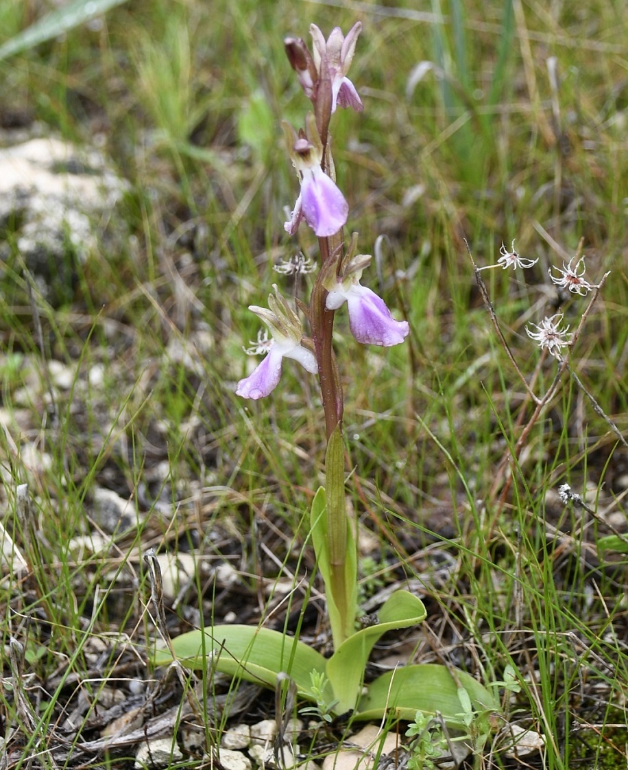 Image of Anacamptis collina specimen.