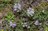 Pedicularis cheilanthifolia