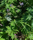 Geranium erianthum. Цветущее растение в сообществе с Artemisia. Сахалин, гор. округ Долинский, мыс Острый, приморский луг. 13.08.2023.