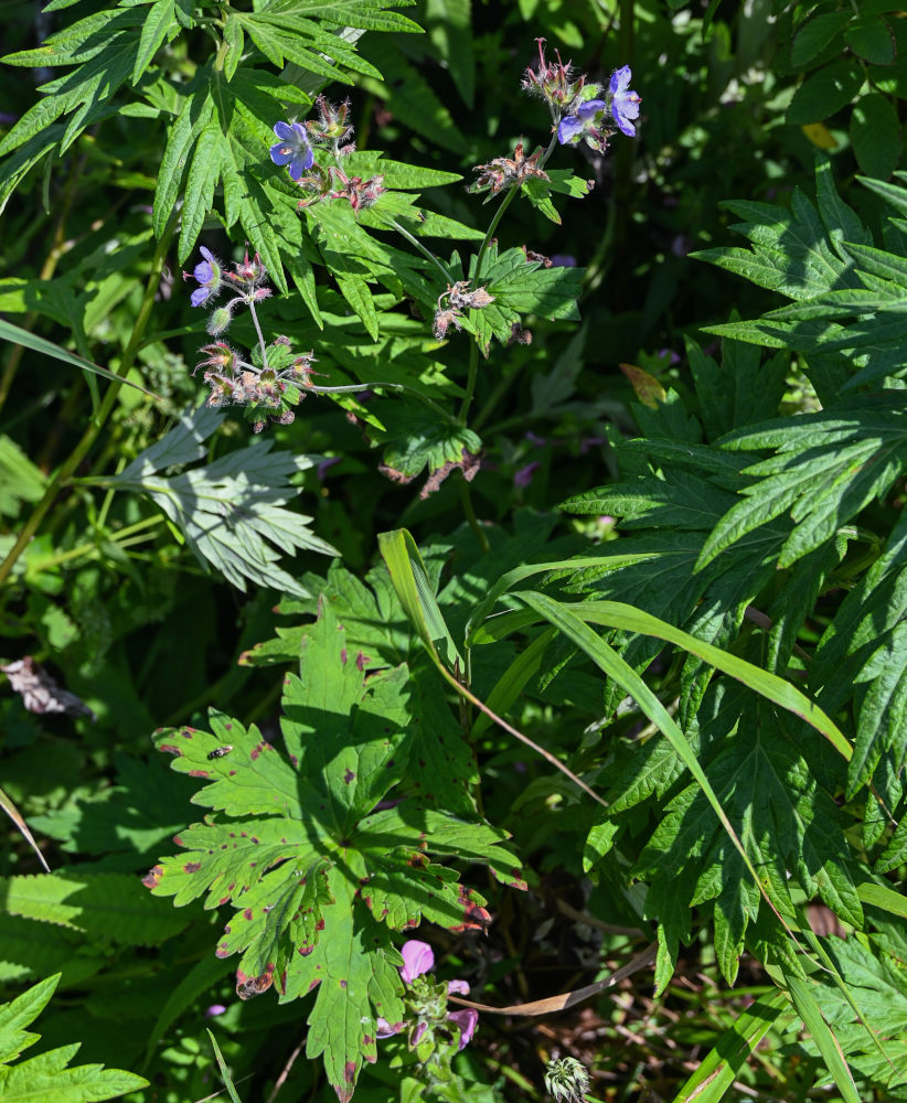 Изображение особи Geranium erianthum.