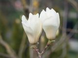 Magnolia denudata