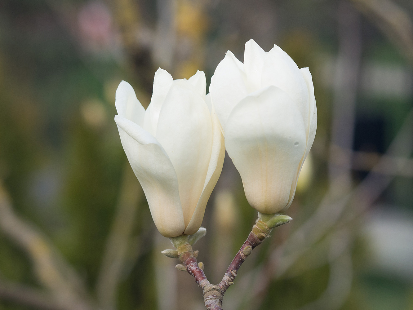 Image of Magnolia denudata specimen.