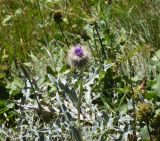 genus Cirsium. Верхушка цветущего растения. Кабардино-Балкария, Эльбрусский р-н, гора Чегет, окр. оз. Донгуз-Орун, ≈ 2500 м н.у.м., травянистый склон. 28 августа 2023 г.