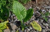 Alocasia odora. Вегетирующее растение с улитками. Грузия, Аджария, г. Батуми, в культуре. 17.06.2023.