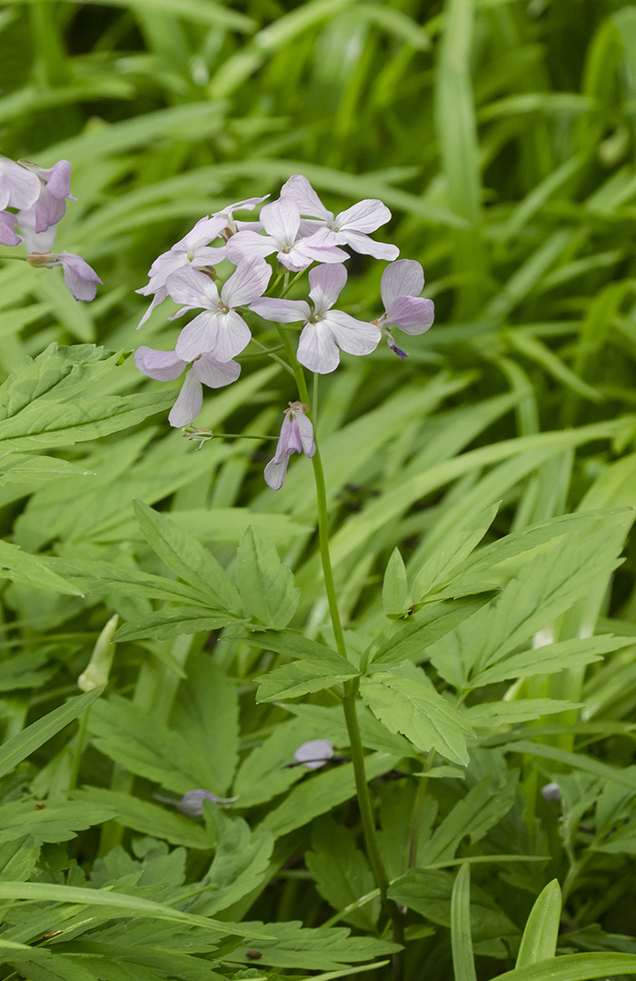 Изображение особи Cardamine quinquefolia.