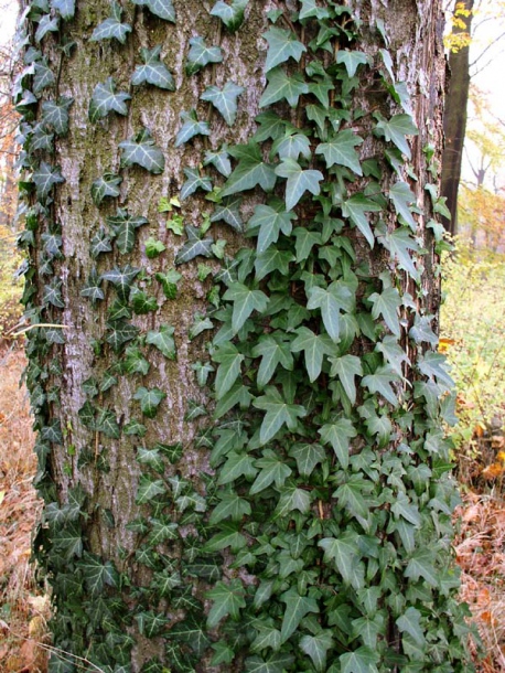 Image of Hedera helix specimen.