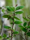 Cotoneaster melanocarpus. Верхушка веточки с бутонами. Республика Башкортостан, Хайбуллинский р-н, Акъюловский сельсовет, окр. дер. Акназарово, долина р. Сакмара, травянистый склон прибрежного скальника. 29 апреля 2024 г.