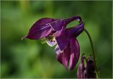 Aquilegia vulgaris