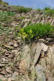 Sisymbrium polymorphum