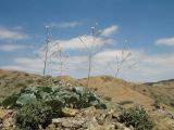 Crambe edentula