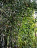 Phyllostachys pubescens