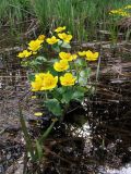 Caltha palustris