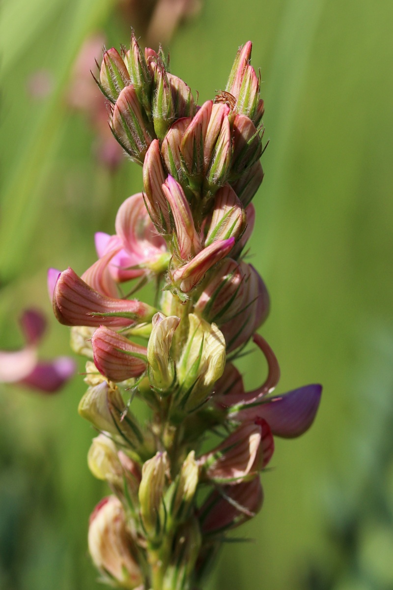 Image of Onobrychis arenaria specimen.