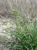 Lepidium coronopifolium