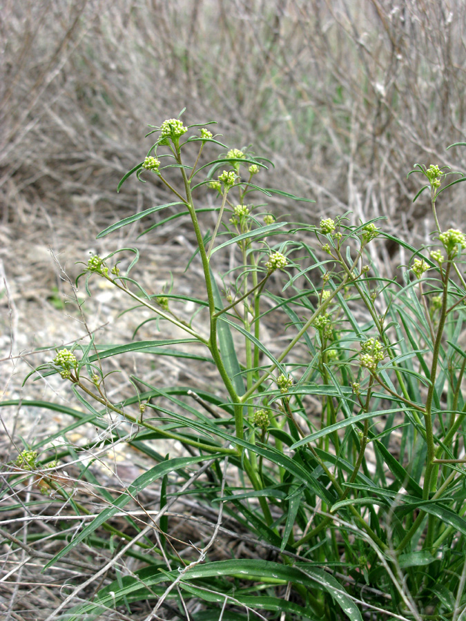 Image of Lepidium coronopifolium specimen.