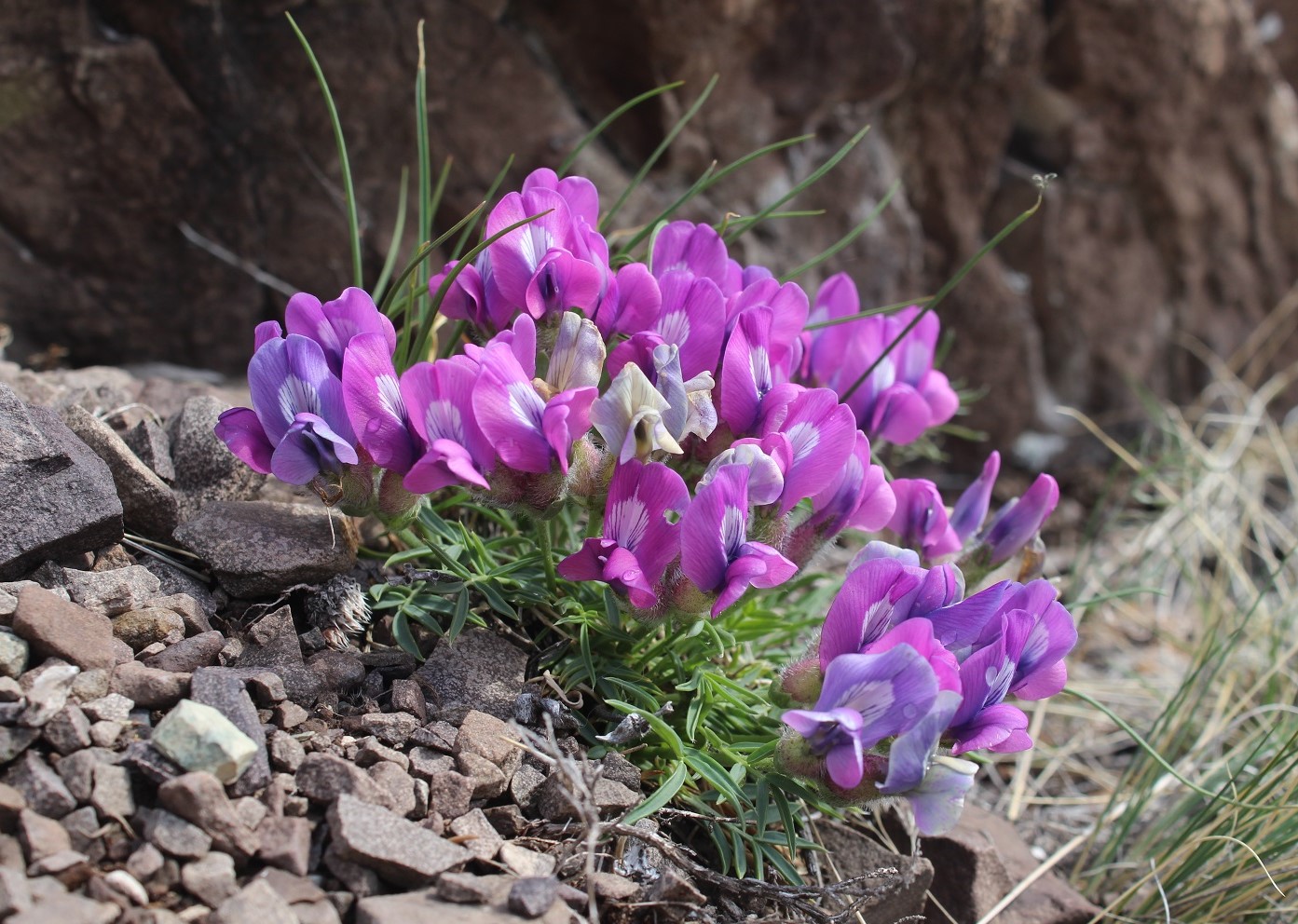 Image of Oxytropis nuda specimen.