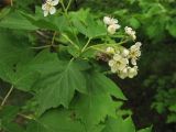 Sorbus torminalis