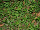 Oplismenus undulatifolius
