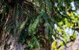 Taxus baccata. Часть ствола и верхушки ветвей взрослого дерева. Краснодарский край, Сочи, Хостинский р-н, ущ. р. Хоста, Тисово-самшитовая роща, смешанный лес. 10.03.2025.