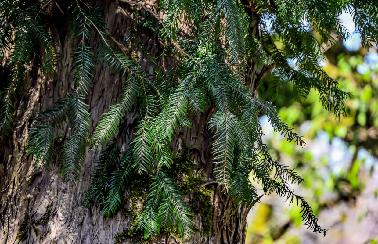 Изображение особи Taxus baccata.