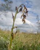 Ophrys mammosa subspecies caucasica. Соцветие с цветками и завязавшимися плодами. Краснодарский край, Крымский р-н, окр. станицы Неберджаевская, дол. р. Липки, пушистодубово-грабинниковый лес, задернованное скальное обнажение с кустами Paliurus spina-christi на месте старого заросшего карьера. 12.05.2025.