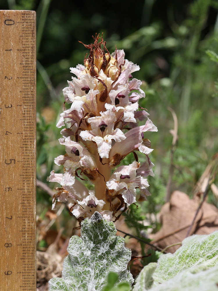 Изображение особи Orobanche callieri.