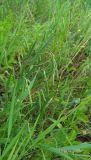 Lathyrus nissolia