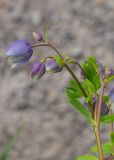 Aquilegia glandulosa