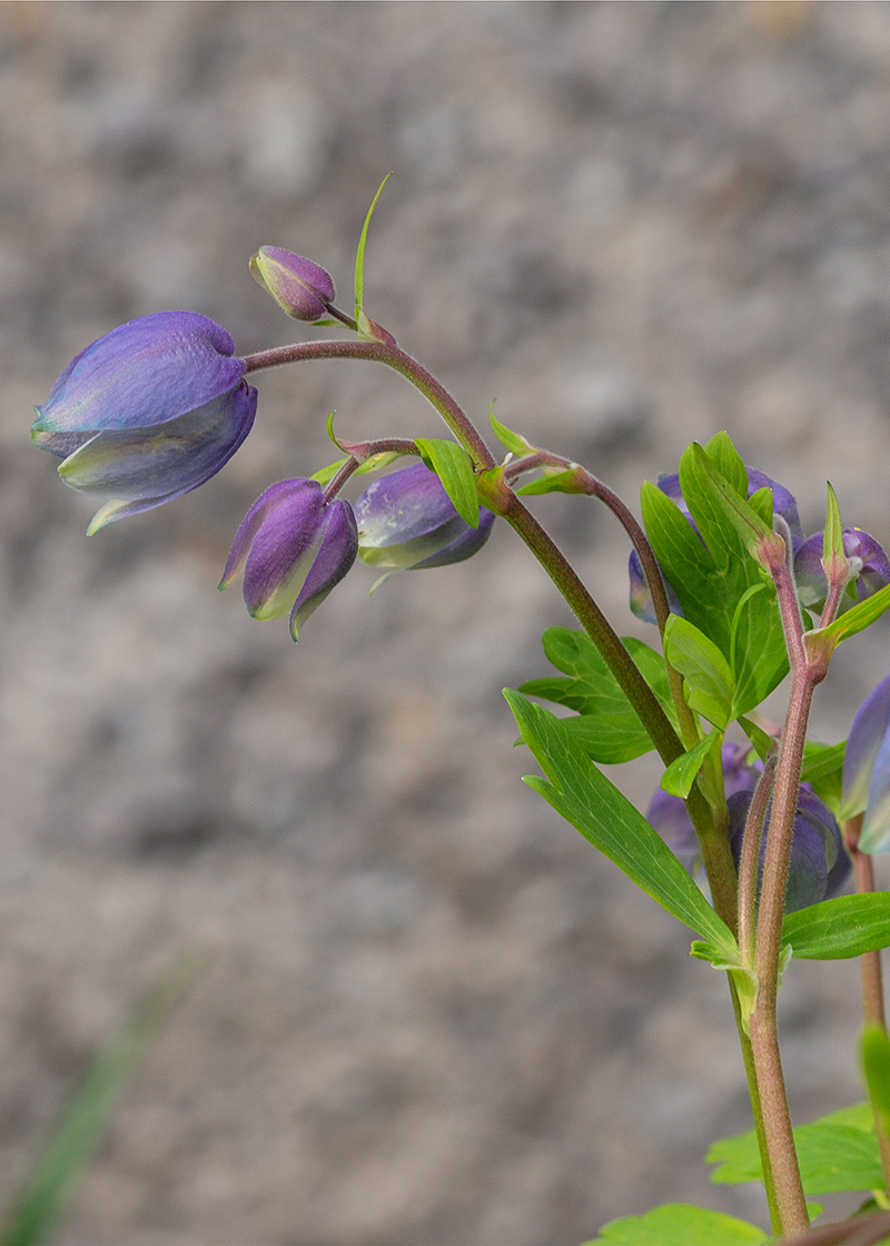 Image of Aquilegia glandulosa specimen.