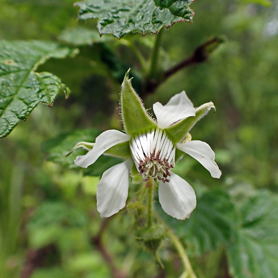 Image of Rubus matsumuranus specimen.