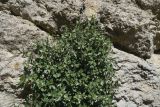 genus Parietaria