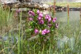 genus Pedicularis