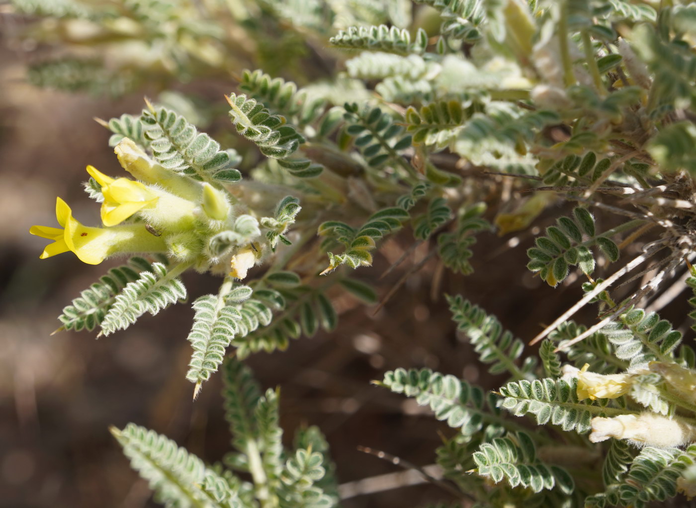 Изображение особи Astragalus lasiosemius.
