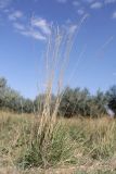 Festuca arundinacea. Отплодоносившее растение. Крым, Красноперекопский р-н, окр. с. Богачёвка, побережье оз. Айгульское, луг. 7 сентября 2025 г.