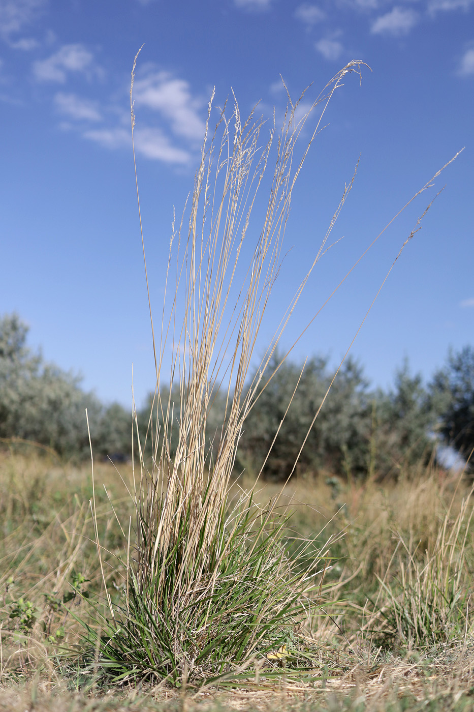 Image of Festuca arundinacea specimen.