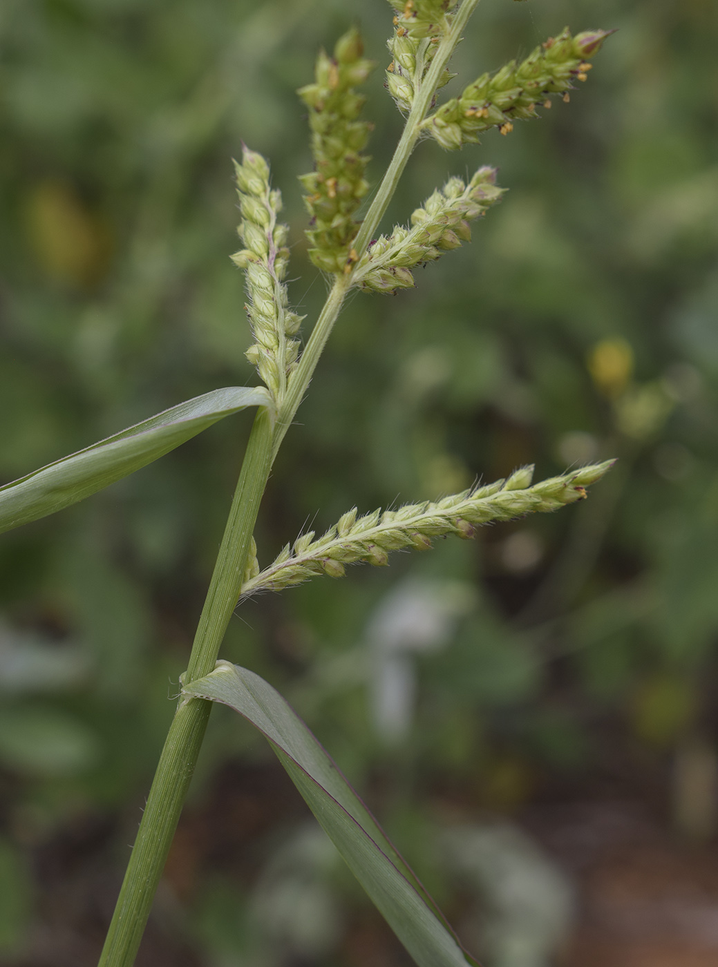 Image of genus Echinochloa specimen.