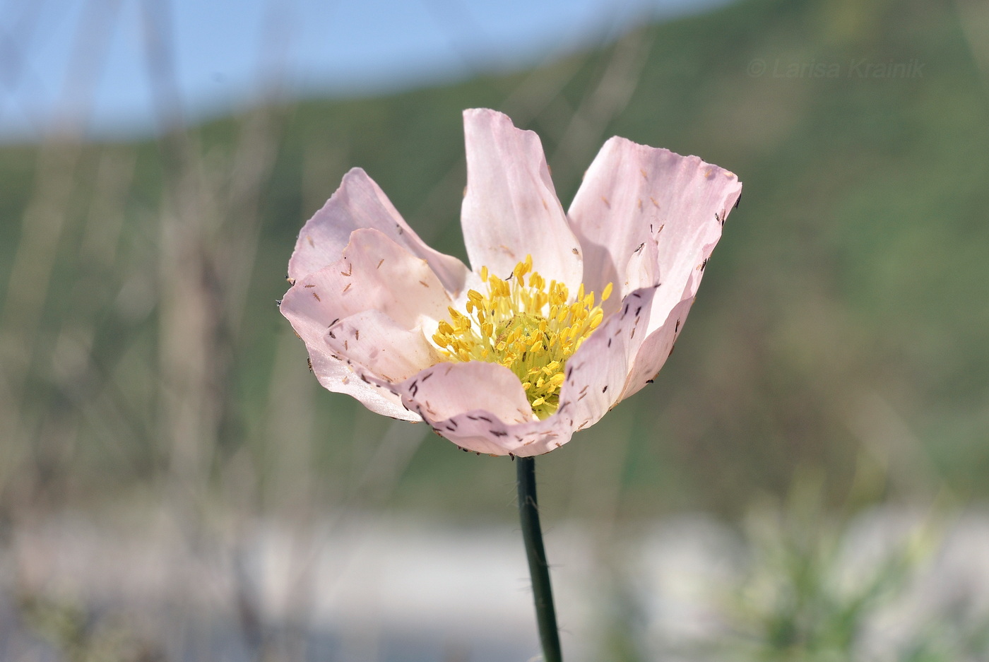 Изображение особи Papaver sokolovskajae.