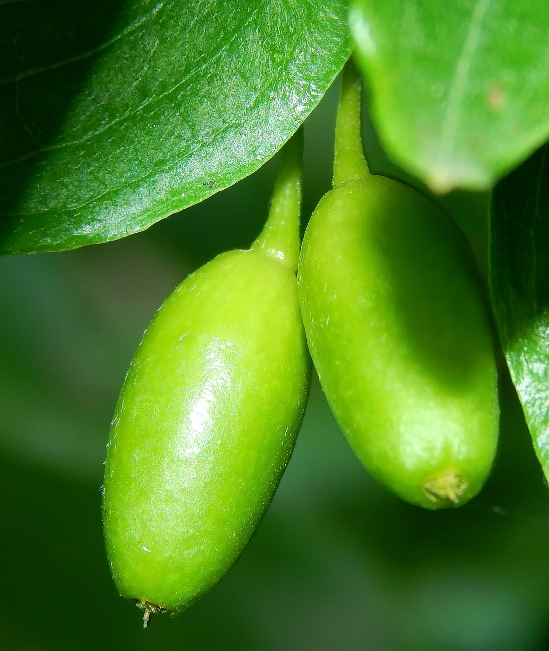 Изображение особи Cornus mas.