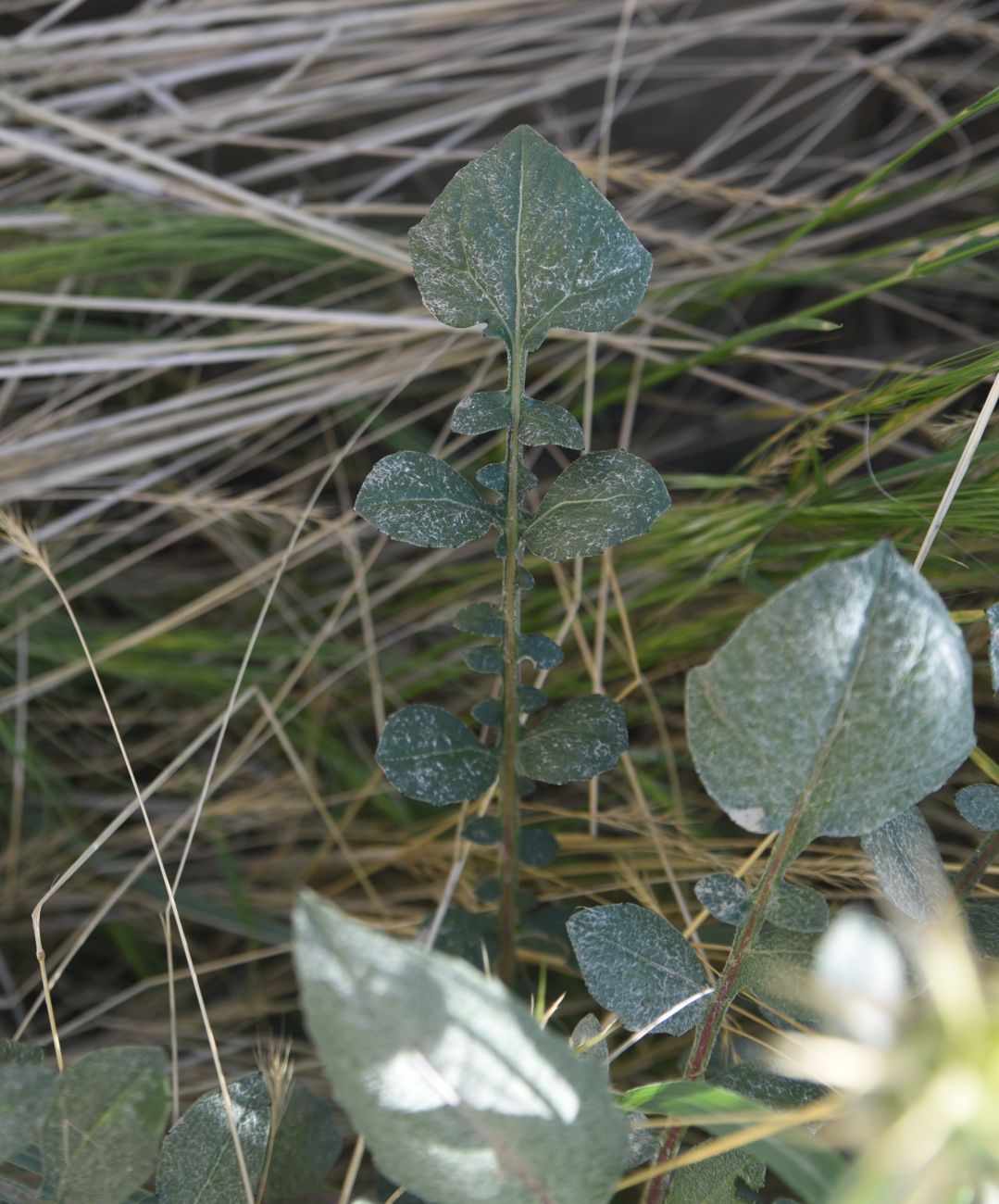 Image of familia Asteraceae specimen.