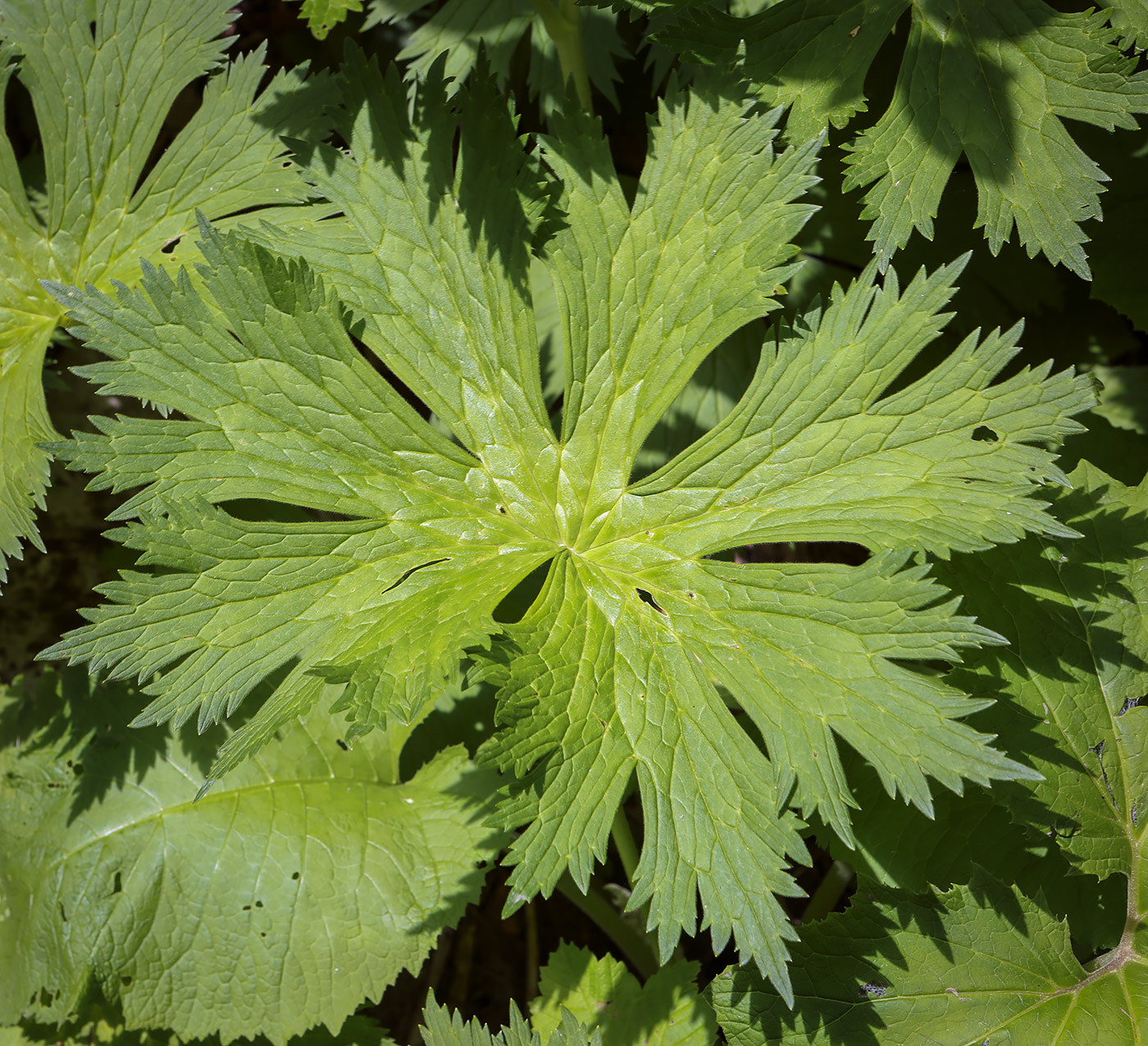 Изображение особи Aconitum orientale.