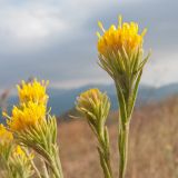 Galatella pontica. Соцветия. Краснодарский край, м/о г. Новороссийск, гора Крымская-Долгая, ≈ 500 м н.у.м., остепнённый луг на вершине. 12.09.2015.