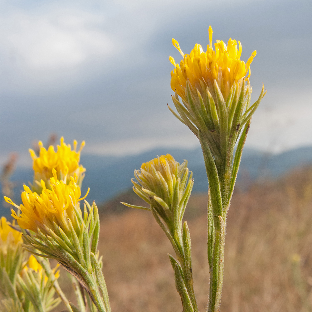 Изображение особи Galatella pontica.