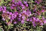 Thymus calcareus