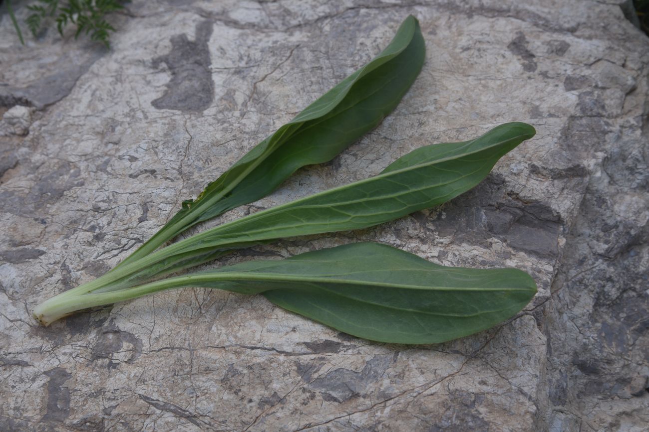 Изображение особи Solenanthus stamineus.